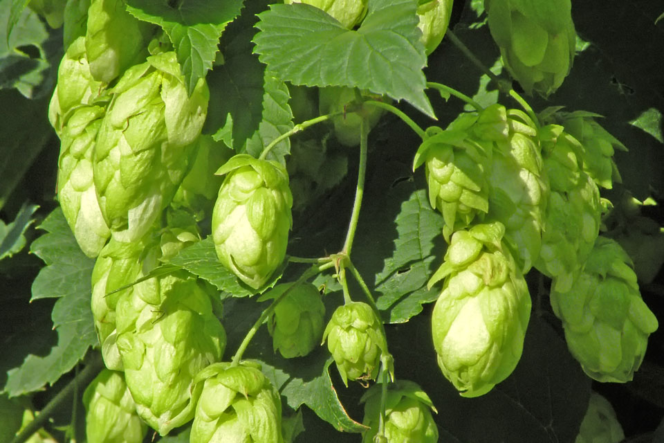 Rudolf Bier nach dem Reinheitsgebot